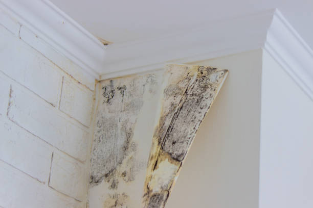 Best Commercial water damage restoration  in USA